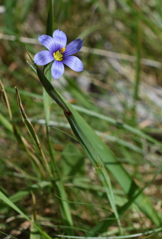 Sisyrinchium montanum / Giglietto blu